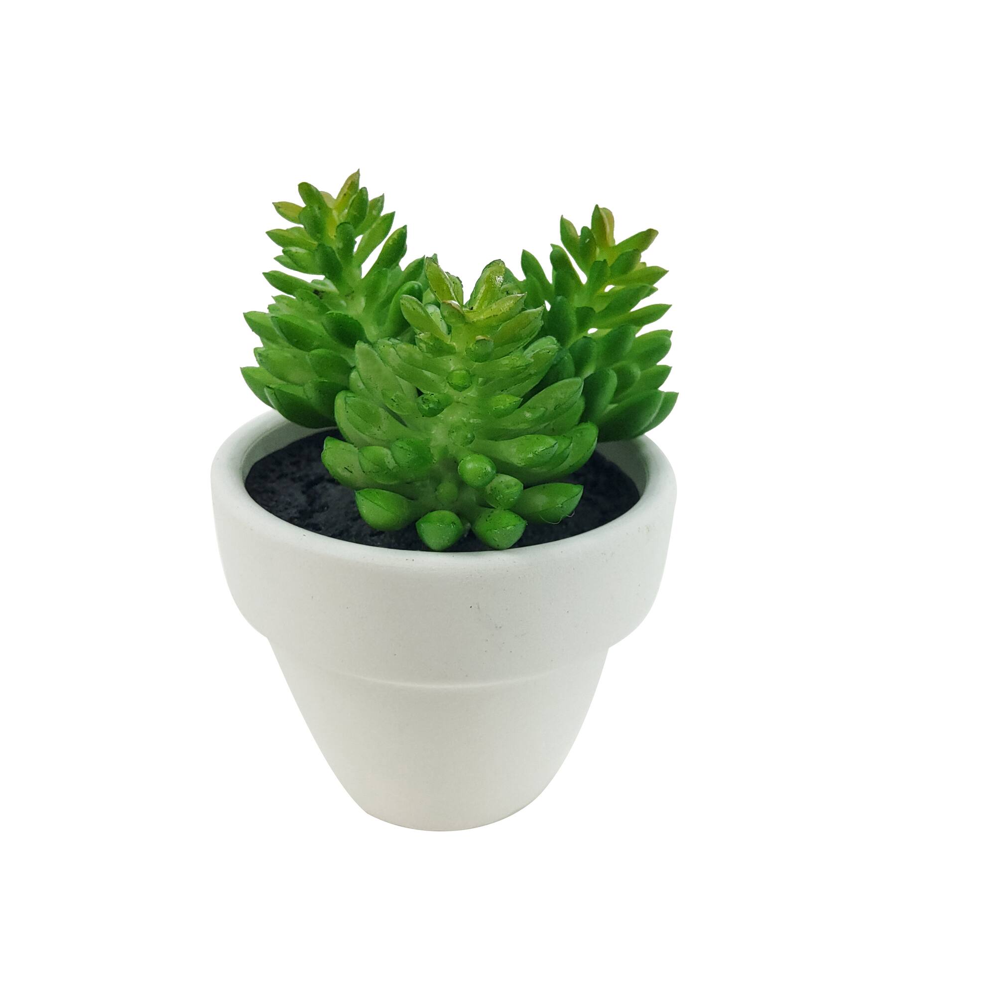 Assorted Micro Premade Succulent, 1pc. by Ashland®